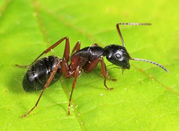 Camponotus herculeanus Camponotus herculeanus AntWiki