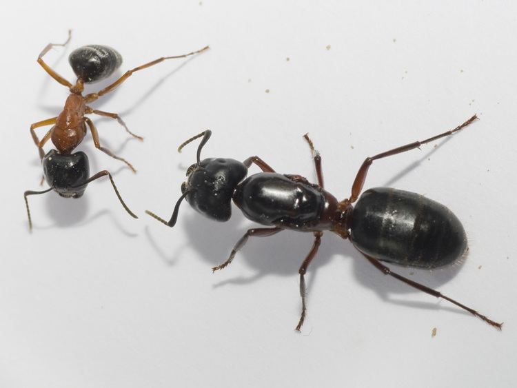 Camponotus herculeanus Ants Kalytta Camponotus herculeanus