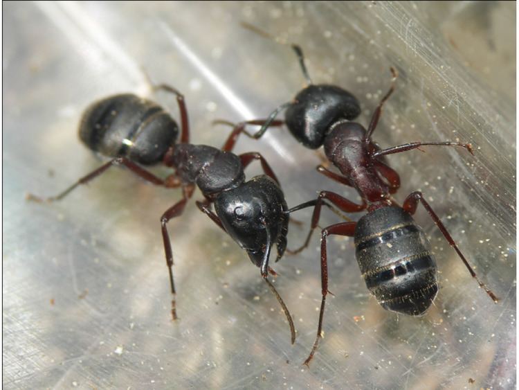 Camponotus herculeanus FileCamponotus herculeanus workerspng Wikimedia Commons