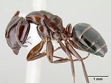 Camponotus hyatti httpsuploadwikimediaorgwikipediacommonsthu