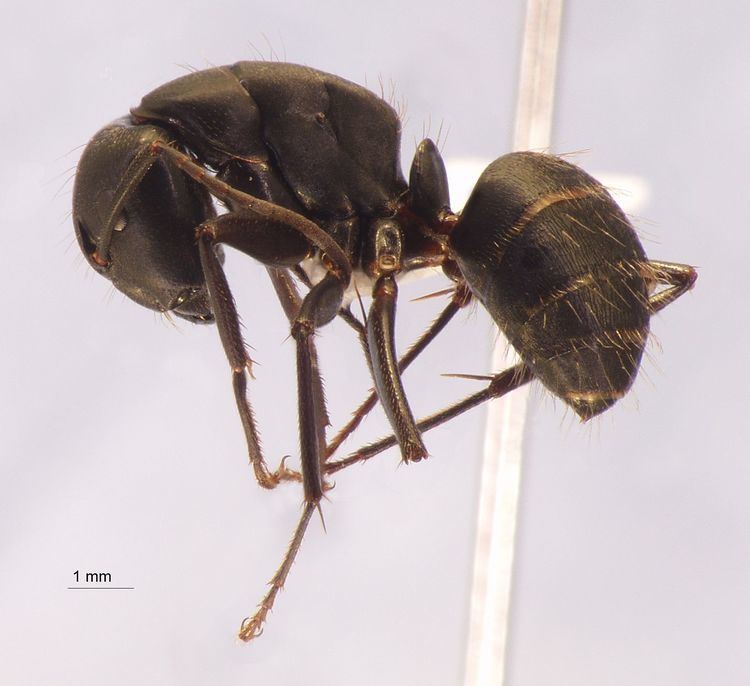 Camponotus japonicus - Alchetron, The Free Social Encyclopedia