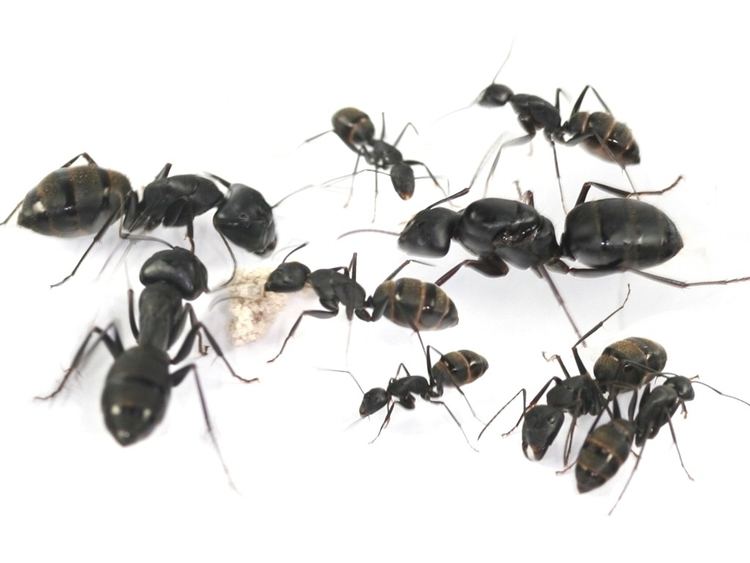 Camponotus japonicus - Alchetron, The Free Social Encyclopedia