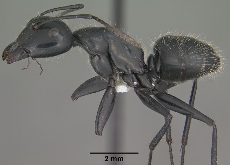 Camponotus laevigatus httpsuploadwikimediaorgwikipediacommonsaa