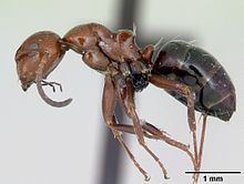 Camponotus lateralis httpsuploadwikimediaorgwikipediacommonsthu