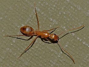 Camponotus maculatus httpsuploadwikimediaorgwikipediacommonsthu