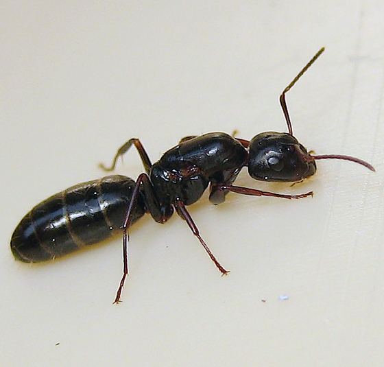 Camponotus nearcticus Camponotus nearcticus young dealated queen Camponotus nearcticus