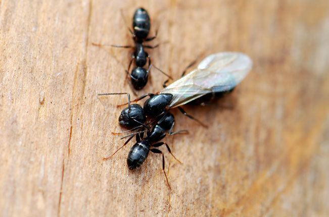 Camponotus nearcticus Ant of the Week Camponotus nearcticus Wild About Ants