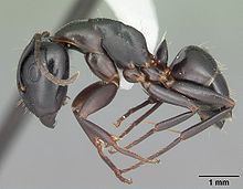 Camponotus nearcticus httpsuploadwikimediaorgwikipediacommonsthu