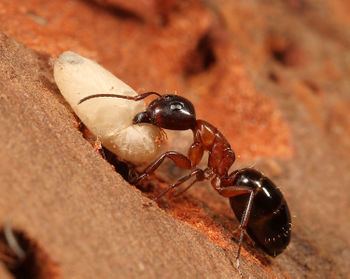 Camponotus nearcticus Camponotus nearcticus AntWiki