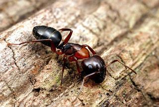 Camponotus nearcticus Camponotus nearcticus Emery Discover Life