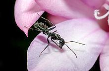 Camponotus niveosetosus httpsuploadwikimediaorgwikipediacommonsthu