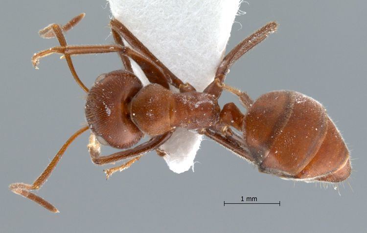Camponotus saundersi Formicidae Formicinae Camponotus saundersi