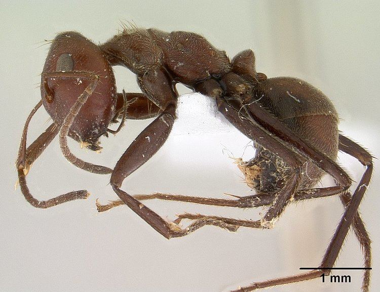 Camponotus saundersi httpsuploadwikimediaorgwikipediacommons88