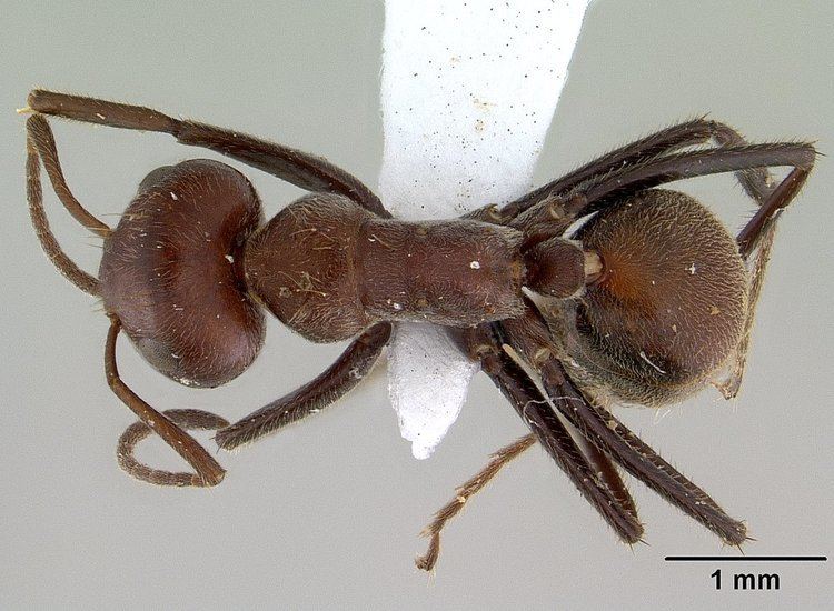 Camponotus saundersi FileCamponotus saundersi casent0179025 dorsal 1jpg Wikimedia Commons