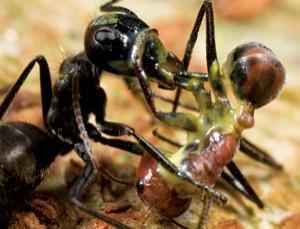 Camponotus saundersi Exploding ants AntyScience