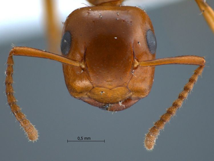 Camponotus schmitzi Formicidae Formicinae Camponotus schmitzi Strcke 1933