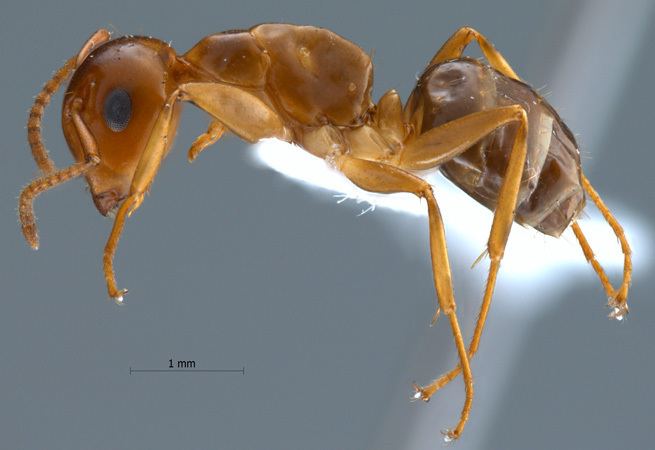 Camponotus schmitzi Formicidae Formicinae Camponotus schmitzi Strcke 1933