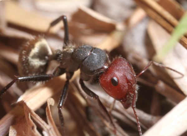 Camponotus sericeus Rare morph of Camponotus sericeus Bangalore Ant Visions