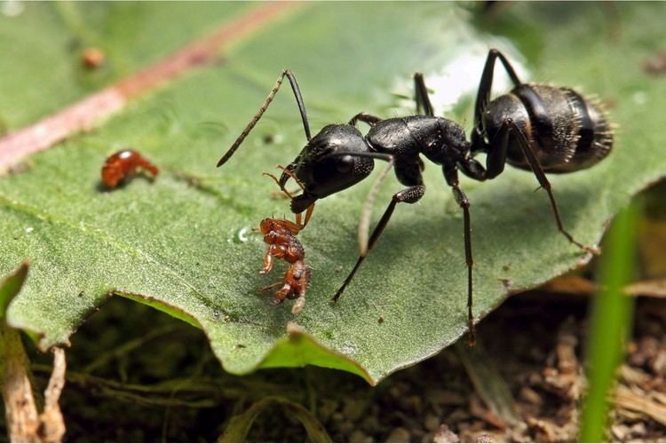 Camponotus vagus Fourmiculture Fabricant de Fourmilires Artificielles de Qualit