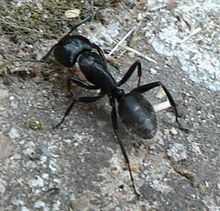 Camponotus vagus httpsuploadwikimediaorgwikipediacommonsthu