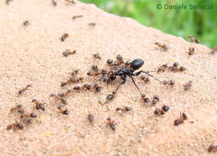 Camponotus vagus Camponotus vagus vs Lasius emarginatus 15 Camponotus vagu Flickr