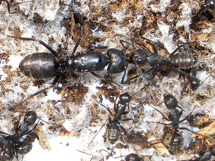 Camponotus vagus Ants Kalytta Camponotus vagus