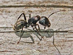 Camponotus vagus Camponotus vagus Wikipedia