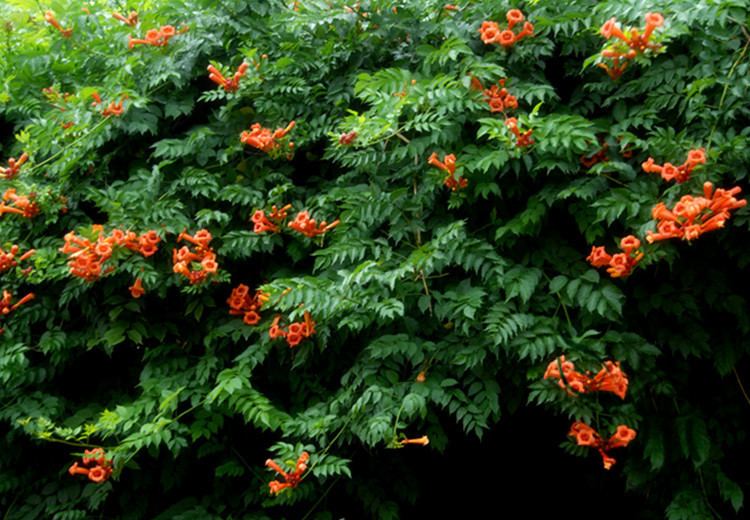 Campsis grandiflora Aliexpresscom Buy Fast growing Campsis Grandiflora Seeds 100pcs