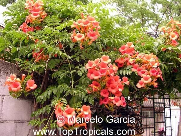 Campsis grandiflora Campsis grandiflora Bignonia grandiflora Campsis chinensis