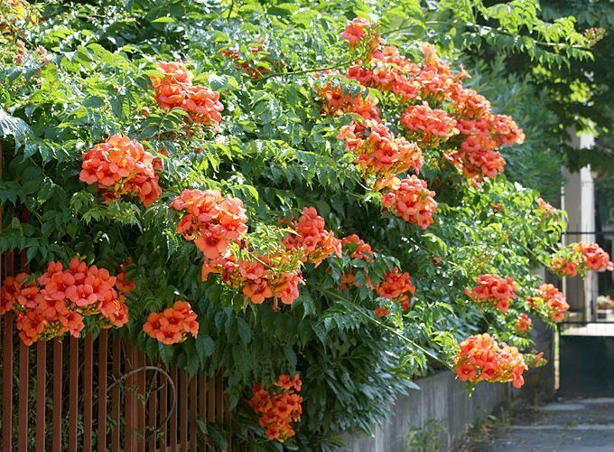 Campsis radicans 1000 images about Campsis on Pinterest Gardens Hummingbirds and