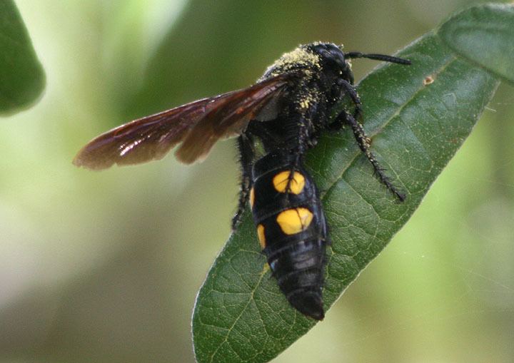 Campsomeris Campsomeris quadrimaculata Scoliid Wasp species photo Mark Brown