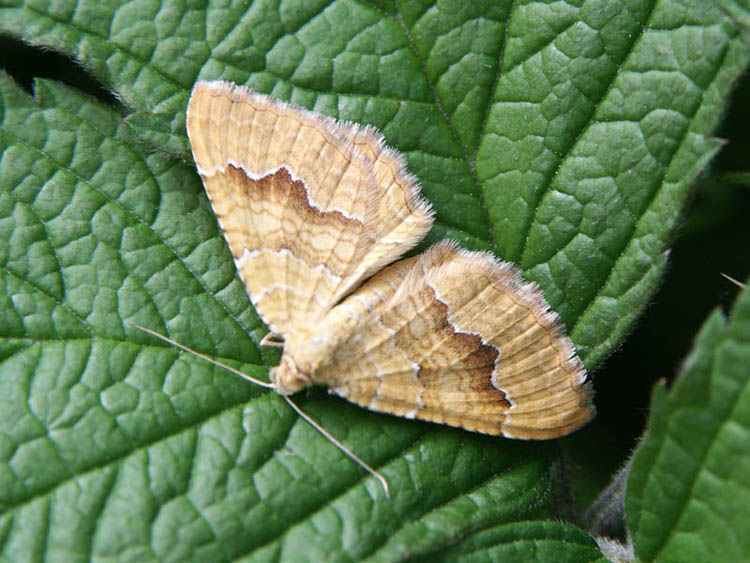 Camptogramma bilineata Yellow Shell Camptogramma bilineata UKMoths