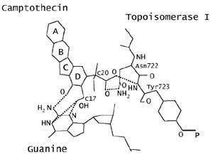 Camptothecin How Camptothecin Inhibits Human Topoisomerase I and How it forms an