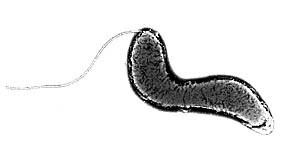 Campylobacter hyointestinalis atrpgatecheduarchivesarchimgbnewjpg