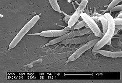 Campylobacterales httpsuploadwikimediaorgwikipediacommonsthu
