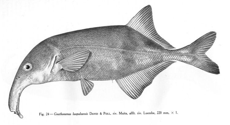 Campylomormyrus Mormyridae Mormyridae African weakly electric fishes