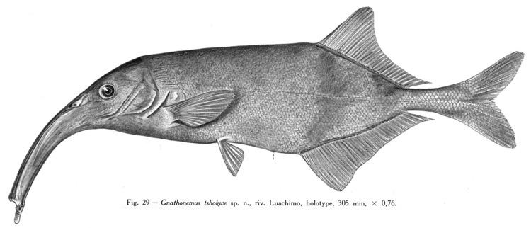 Campylomormyrus Mormyridae Mormyridae African weakly electric fishes