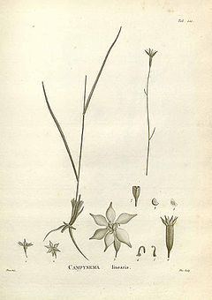 Campynemataceae httpsuploadwikimediaorgwikipediacommonsthu