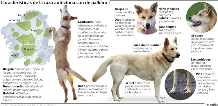 Characteristics of a Can de Palleiro or the Galician Shepherd Dog