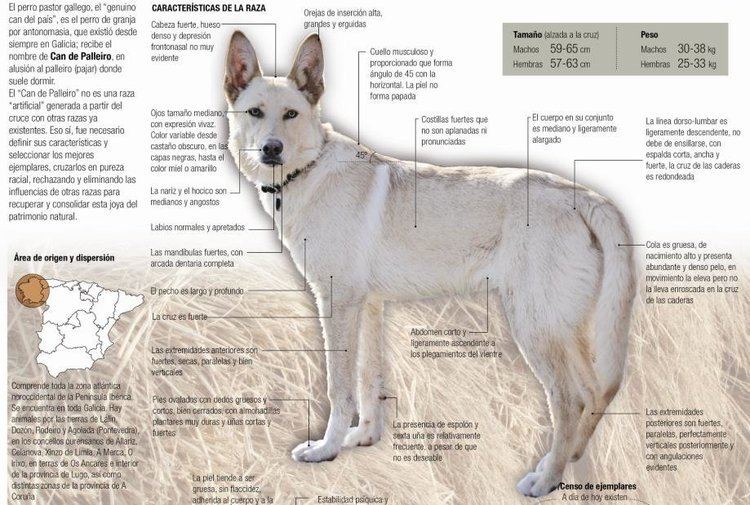 Characteristics of a Can de Palleiro or Pastor Galego also known as Galician Shepherd Dog