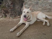 A Can de Palleiro lying on the ground while his tongue out