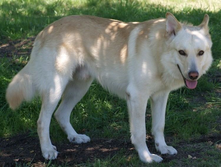 are carrots good for a galician shepherd dog