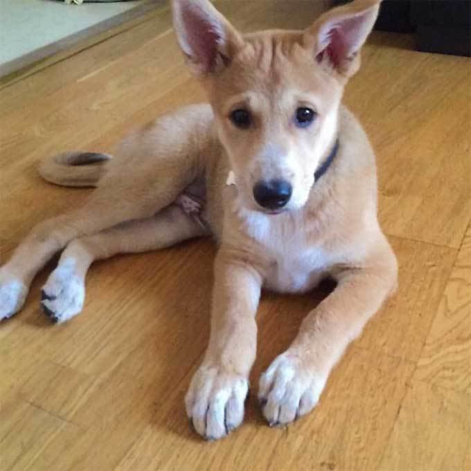 Canaan Dog Canaan Dog Breed Information Pictures Characteristics amp Facts