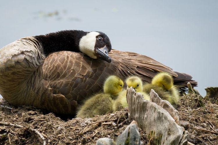 Canada goose Canada Geese Canada Goose Pictures Canada Goose Facts National