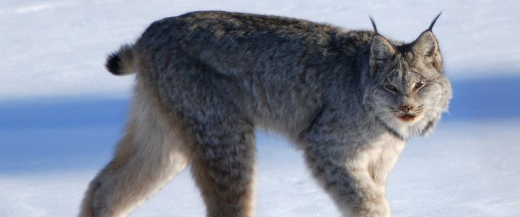 Canada lynx Canada Lynx Rocky Mountain Wild