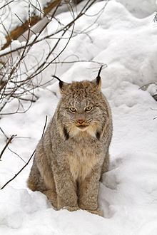 Canada lynx httpsuploadwikimediaorgwikipediacommonsthu