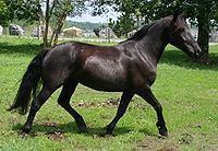 Canadian horse httpsuploadwikimediaorgwikipediacommonsthu