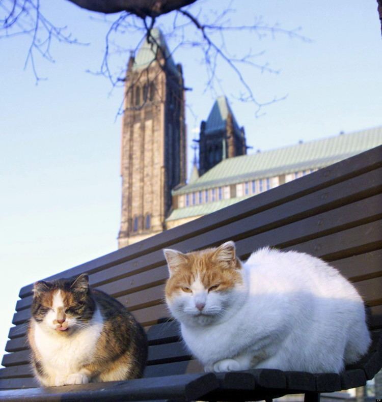 Canadian Parliamentary Cats Parliament Hill Cat Sanctuary Closes