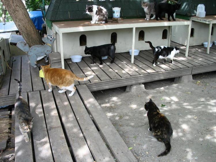 Canadian Parliamentary Cats The Parliament Hill Cat Colony knitnutnet