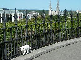 Canadian Parliamentary Cats httpsuploadwikimediaorgwikipediacommonsthu